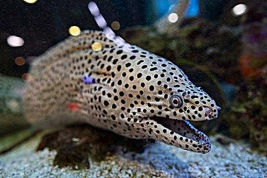 《COMPANY OF HEROES 3》艺术和真实性